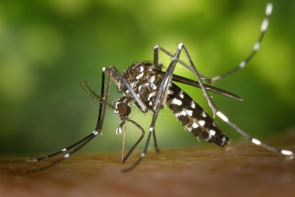 mosquito_dengue_zika_chicungunya_foto_pixabay-599x400 Campina Grande tem aumento de 77% nos casos de dengue e chikungunya em quatro semanas