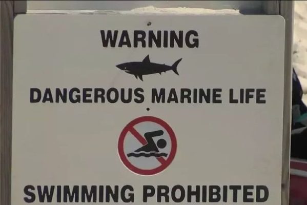 alerta-tubarao-599x400 Salva-vidas briga com tubarão após ser mordido durante treinamento em praia, nos EUA