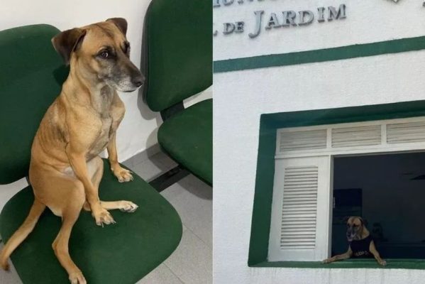 bere-novo-599x400 Cadela vira 'policial civil canina' após ser adotada em delegacia de cidade no Ceará