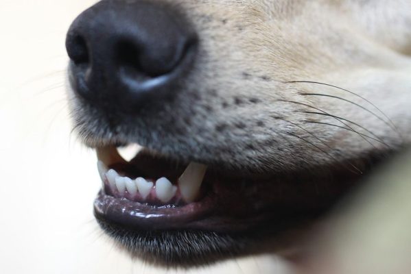 cachorro_foto_pixabay-599x400 Criminosos matam cachorros a tiros e roubam carro, eletrônicos, joias e dinheiro ao fazer família refém em casa na Paraíba
