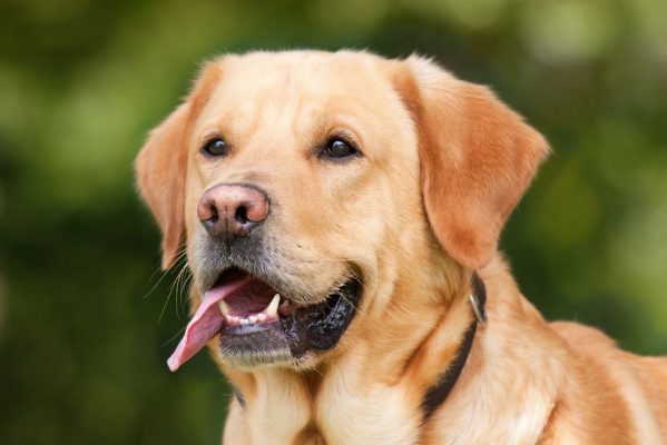 cachorro_labrador_foto_pixabay-599x400 Paraíba tem meta de vacinar mais de 760 mil cães e gatos em campanha contra raiva animal