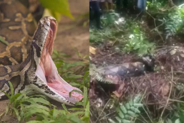 cobra-piton-de-7-metros-engole-mulher-viva-em-floresta-da-indonesia-1666726472875_v2_900x506-599x400 Mulher desaparecida é encontrada morta dentro de cobra de quase 7 metros
