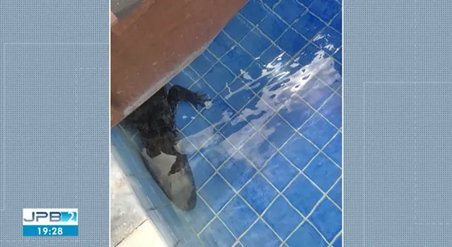 jacare-lucena- Jacaré é resgatado em piscina de condomínio na PB
