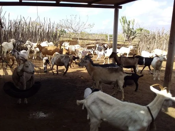 1234452 Ladrões furtam mais de 30 cabras e ovelhas de casal agricultores em cidade do Cariri