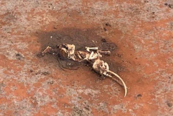 elefante-africa-quenia-04112022144525976-599x400 Mais de 200 elefantes morrem no Quênia em nove meses durante pior seca em 40 anos