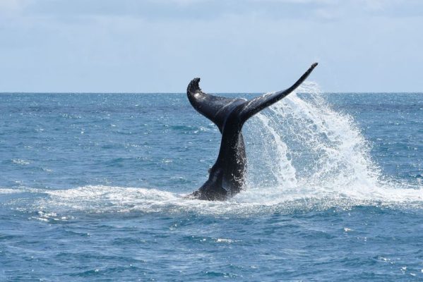 ibj_-_instituto_baleia_jubarte202212231263-599x400 Censo aéreo confirma recuperação da população de baleias jubarte​
