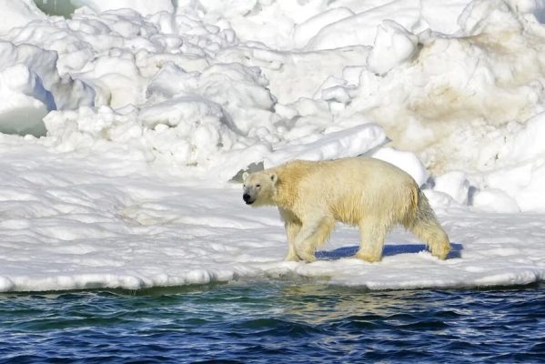 ap23018136797569-599x400 Urso polar mata mãe e criança de 1 ano nos EUA