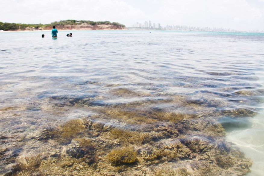 corais_mar_foto_secom_pb Instalação de recifes artificiais na Paraíba vai proporcionar mergulhos temáticos, manejo da pesca e recuperação da biodiversidade