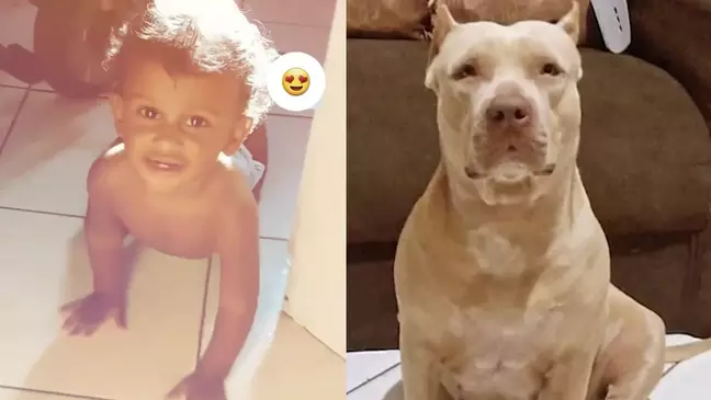 crianca-maranhao-morta-por-pitbull Bebê de dez meses morre após ser atacado por pitbull