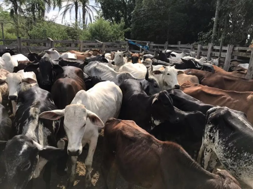 gado-furtado Animais furtados em Monteiro são localizados na BR-412