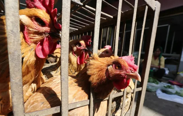 frango-630x400 Menina de 11 anos morre no Camboja depois de contrair gripe aviária