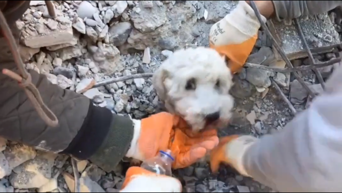 image-1-700x395 Cachorro é resgatado com vida dos escombros em cidade da Turquia