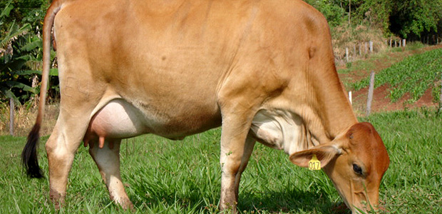vaca Ministério da Agricultura abre investigação por suspeita de vaca louca