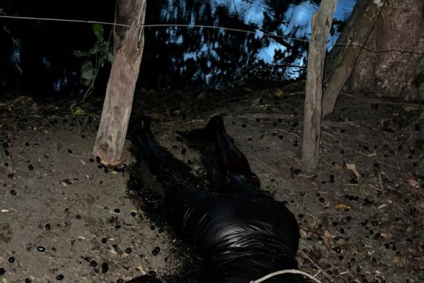 whatsapp_image_2023-02-20_at_091815-1-599x400 Corpo em avançado estado de decomposição é encontrado em matagal, na Paraíba