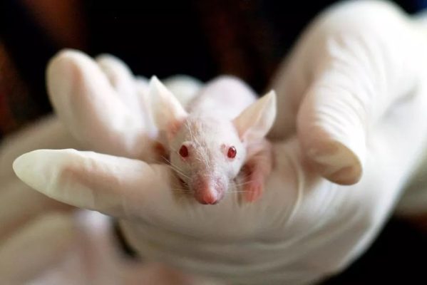 animal-g1d707a06b-1920-599x400 Cientistas japoneses criam ratos com dois pais e avançam no combate à infertilidade