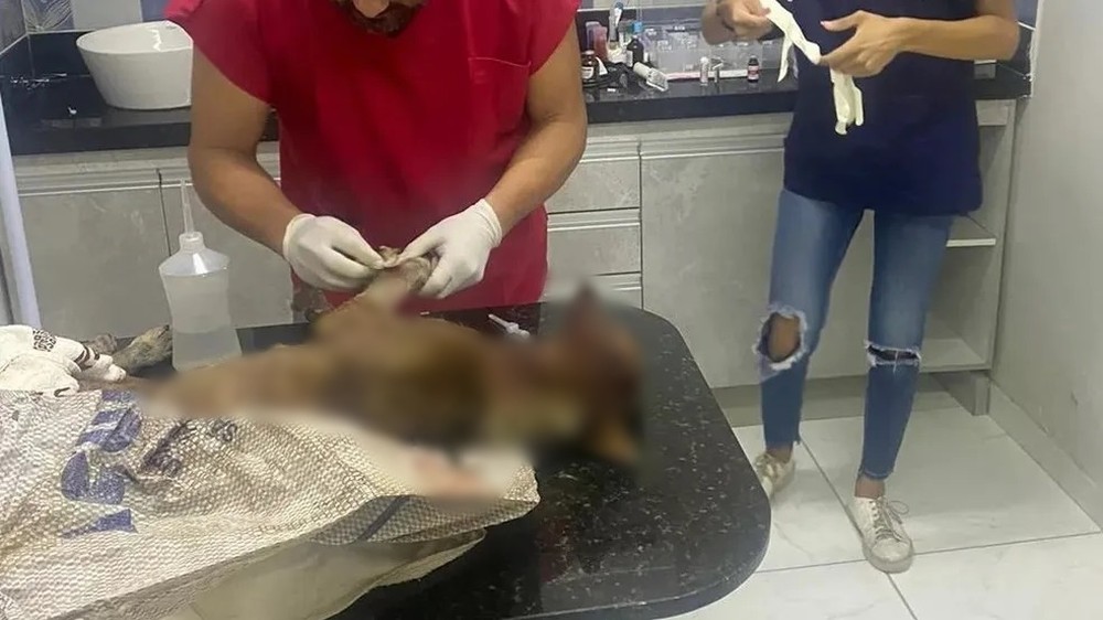 cachorro-vitima-de-maus-tratos Cachorro agredido por homem com foice não resiste aos ferimentos e morre, na Paraíba
