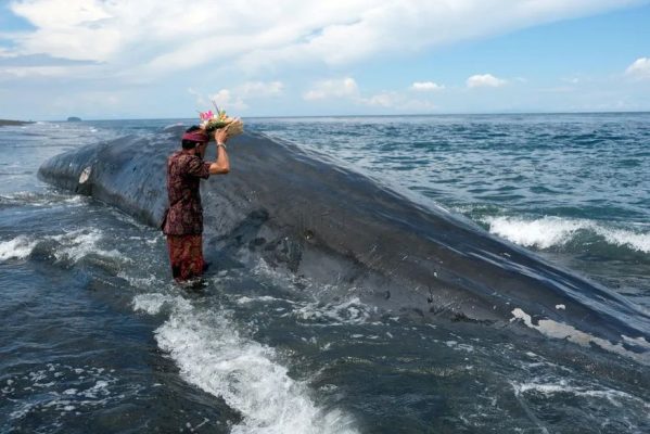 baleia-2-599x400 Três baleias morrem encalhadas em praia de Bali sob suspeita de ingestão de plástico
