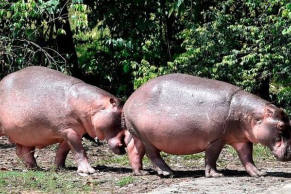 hipopo-599x400 Colômbia estuda 'caça de controle' após hipopótamos do traficante Pablo Escobar se tornarem praga