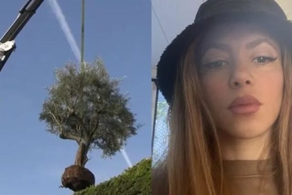 shakira-599x400 Shakira leva até árvore de ex-casa com Piqué; planta tem significado familiar para a cantora