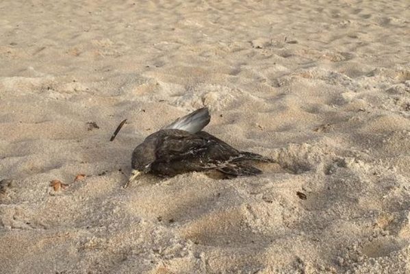 ave_marinha_morta_praia_paraiba-599x400 Aves marinhas já foram encontradas mortas em praias de três municípios da Paraíba; Sudema e Ibama monitoram