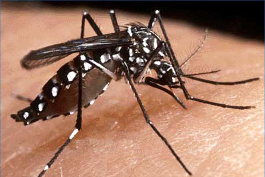 brasil-tem-reducao-de-casos-de-dengue Secretário confirma primeiro óbito por dengue no Cariri Paraibano
