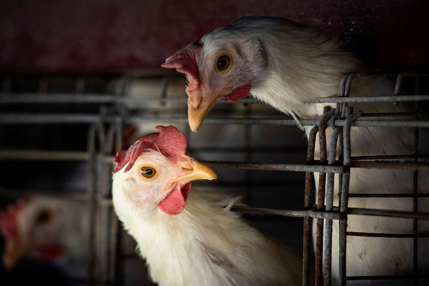 galinha Governo Federal decreta estado de emergência em todo o Brasil e Paraíba adota ações para conter gripe aviária