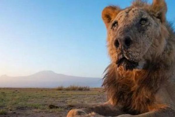 loonkito-15052023122536520-599x400 Leão mais velho do mundo é morto por pastores de gado no Quênia