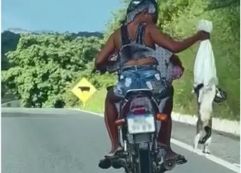 gato-800x575-1 Polícia identifica casal suspeito de jogar animal de moto em movimento na Paraíba