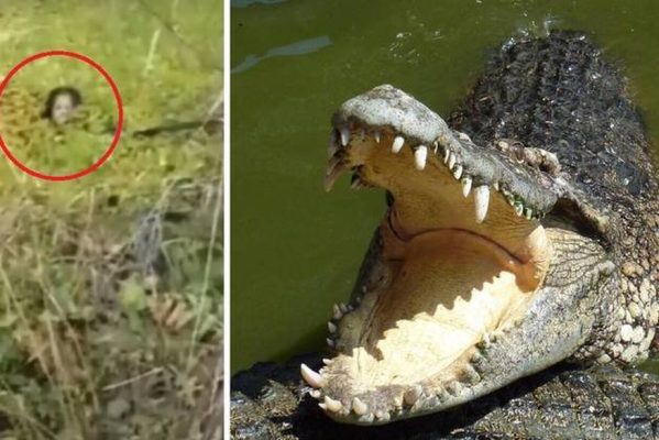 crocodilo-ataque-indonesia-90-minutos-10082023172506689-599x400 Mulher sobrevive por 90 minutos a ataque feroz de crocodilo gigantesco: 'Ainda posso vê-lo'