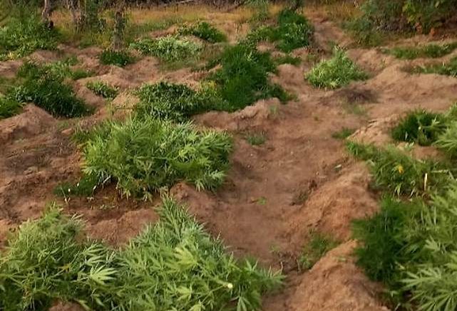 plantio-maconha Polícia Militar erradica plantio de maconha na zona rural de Sertânia