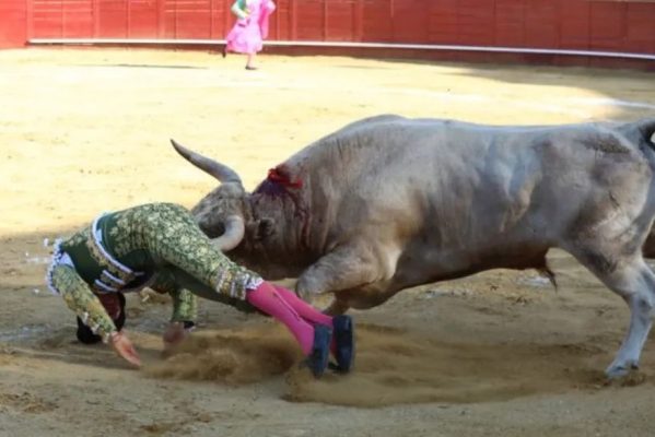 toureiro_madri_chifrado_reto-599x400 Toureiro é chifrado no reto ao se apresentar em arena de touros em Madri