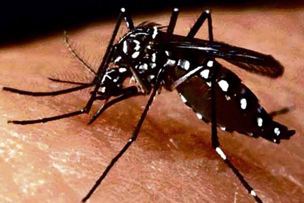 zika-599x400 Notificações de zika vírus aumentam no país em relação a 2022