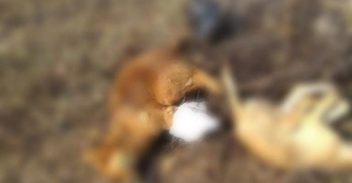 WhatsApp-Image-2023-09-15-at-17.07.35-768x400-1-700x365 Crueldade: cães são mortos por envenenamento na zona rural de Monteiro