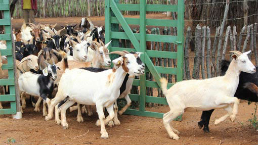 caprinos Município do Cariri assina convênio para melhoramento genético de caprinos e ovinos