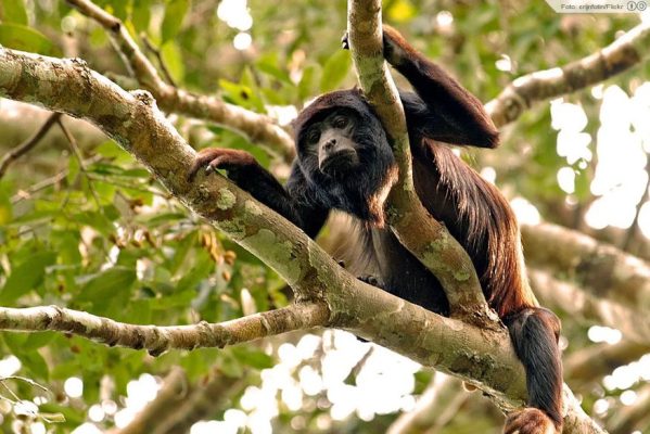 macaco_guariba-599x400 Macaco ameaçado de extinção morre após ser atropelado em rodovia no Litoral Norte da Paraíba