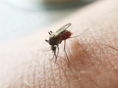 malaria Caso de malária é confirmado em cidade da Paraíba