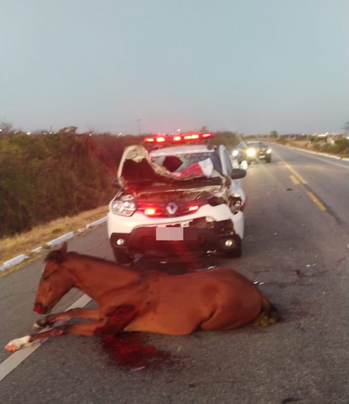 COLISAO-viatura-em-animal Viatura da Polícia Militar colide com cavalo na PB