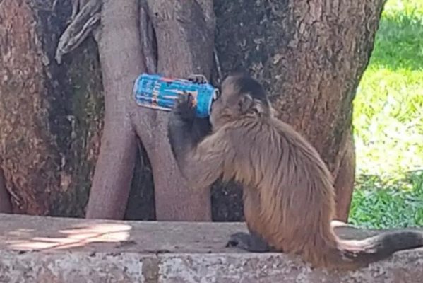 macaco_energetico-599x400 Macaco é flagrado 'bebendo' energético em universidade de Goiânia e foto viraliza