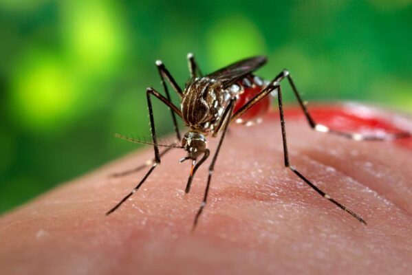 aedes-aegypti-599x400 Brasil bate recorde de mortes por dengue em 2023