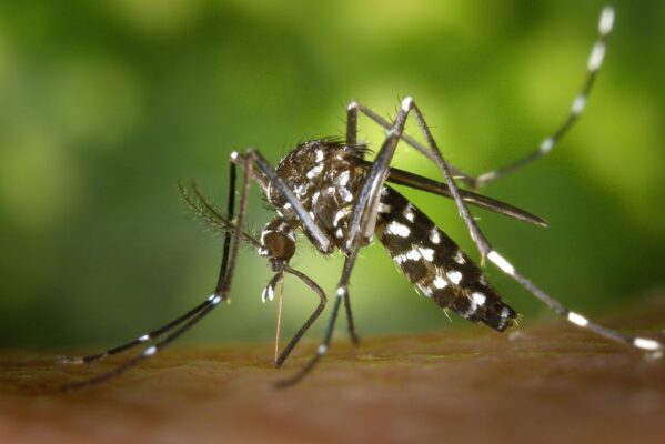 mosquito_dengue_zika_chicungunya_foto_pixabay-599x400 Ministério da Saúde incorpora vacina contra a dengue no SUS