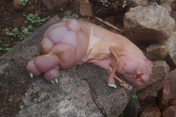 ovelhasousa1-599x400 FOTOS: ovelha nasce com aparência semelhante a porco em sítio no Sertão da Paraíba e choca moradores