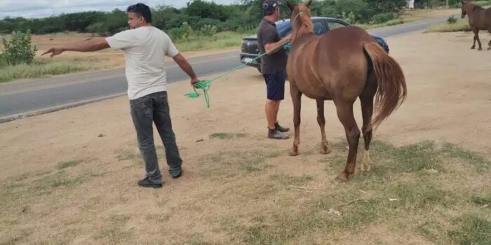 WhatsApp-Image-2024-02-01-at-11.52.27-700x350 Prefeitura de Monteiro intensifica apreensão de animais em vias públicas