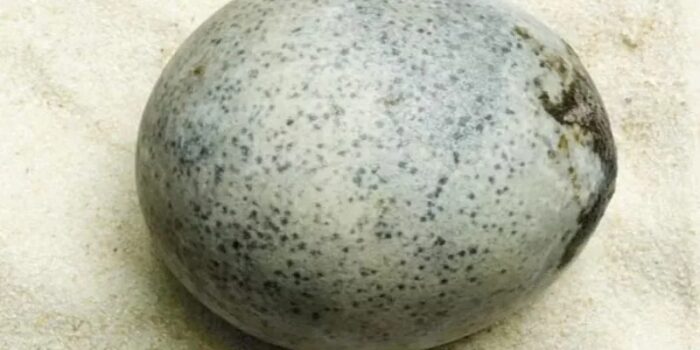 WhatsApp-Image-2024-02-14-at-07.04.49-4-700x350 Intacto, ovo de 1.700 anos surpreende cientistas por manter líquido dentro