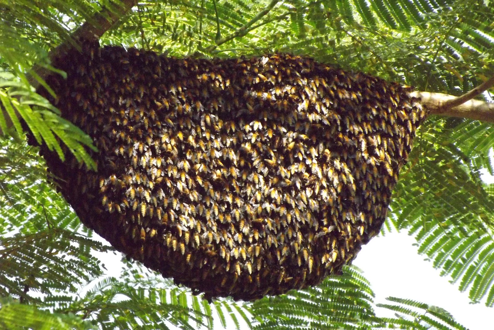 abelhas Idoso morre após ser atacado por abelhas na Paraíba