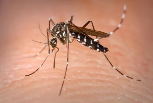 dengue2 Secretaria de Saúde investiga morte por dengue no Cariri