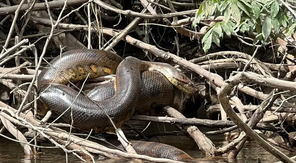 especie-anaconda-sucuri-amazonia Nova espécie de cobra gigante é descoberta na Amazônia