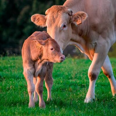 images-2-399x400 Secretaria de Agricultura: Monteiro oferta inseminação artificial gratuita em bovinos