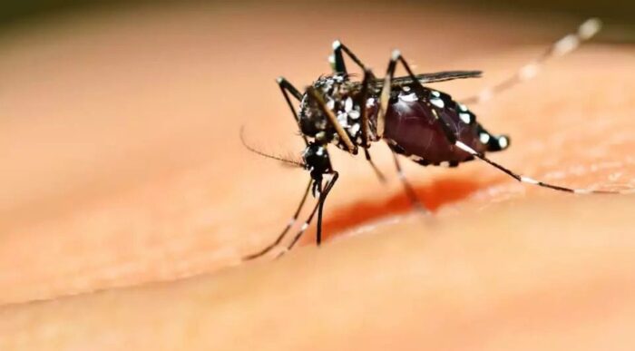 mosquitodadenguefotoagenciabrasil-700x387 Paraíba investiga segunda morte por dengue; 136 municípios estão em situação de alerta
