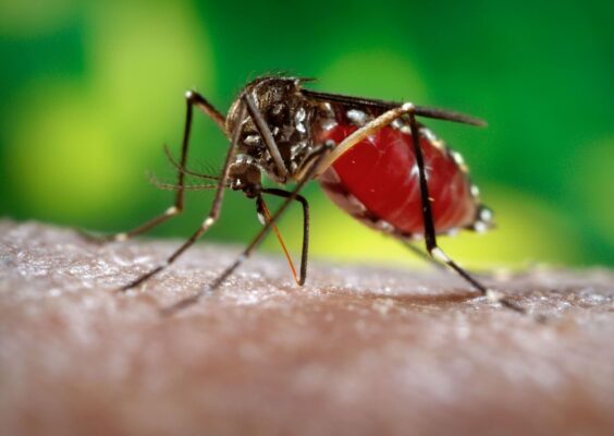 sms-divulga-plano-de-acao-para-intensificar-acoes-de-combate-ao-mosquito-aedes-aegypti-564x400 Paraíba confirma segunda morte por dengue; mais dois óbitos estão em investigação