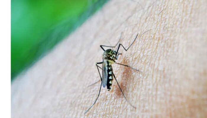 dengue-mosquito-1200x684-1-700x400 Paraíba confirma terceira morte por dengue e outros dois casos estão em investigação